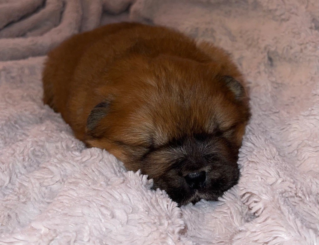 of Top Golden Mountains - Chiot disponible  - Chow Chow