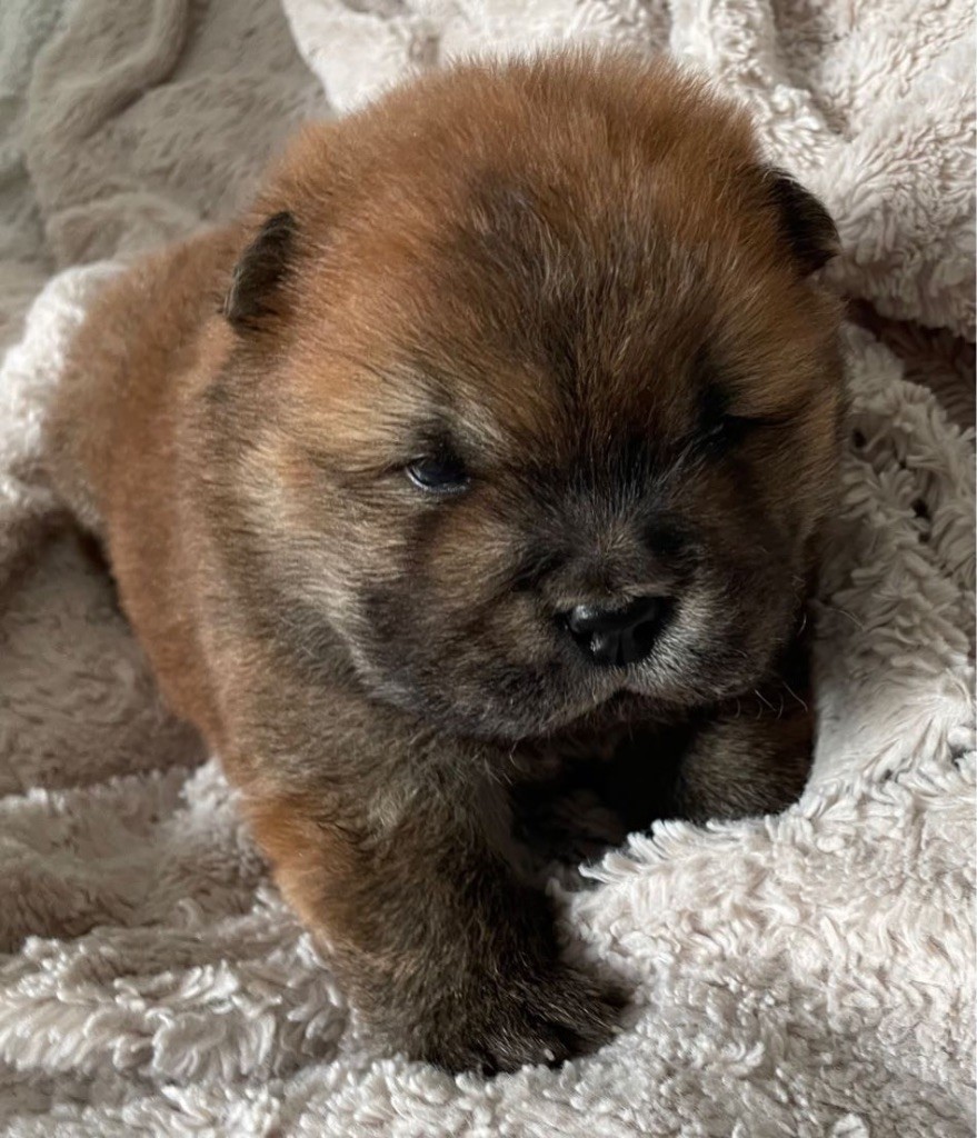 of Top Golden Mountains - Chiot disponible  - Chow Chow