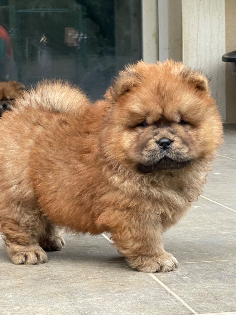 of Top Golden Mountains - Chiot disponible  - Chow Chow