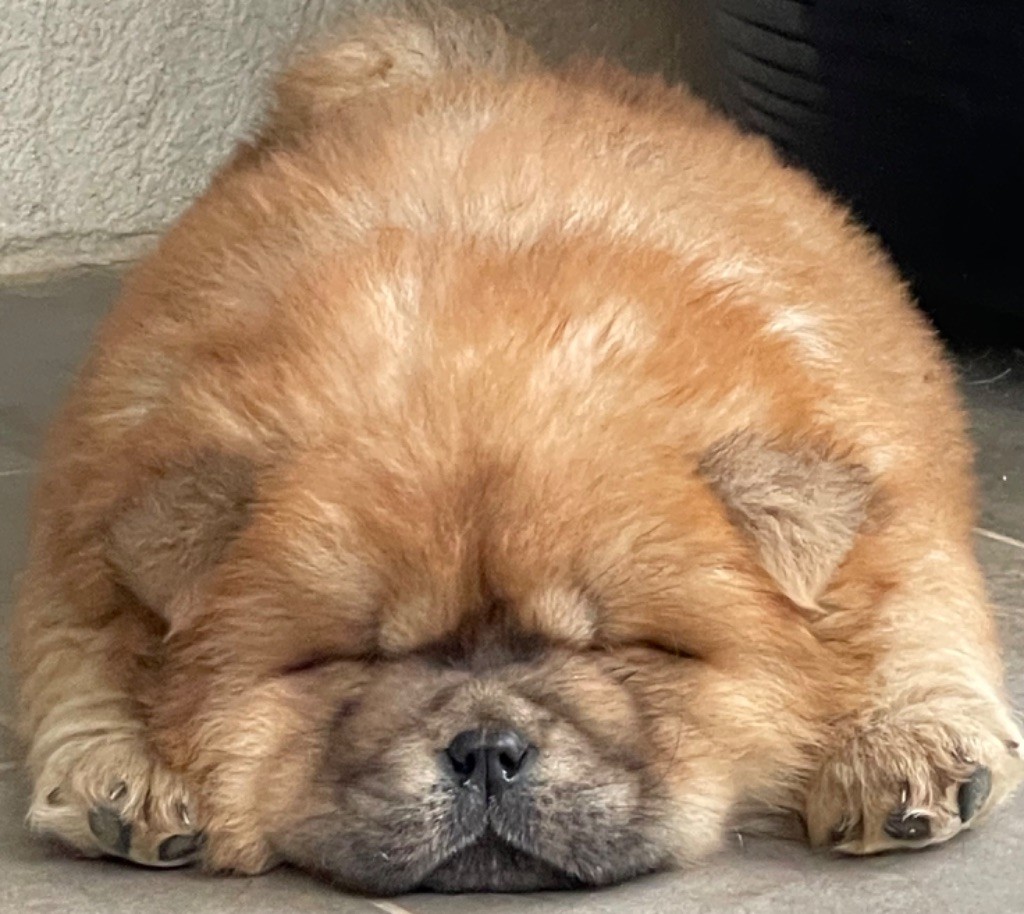 of Top Golden Mountains - Chiot disponible  - Chow Chow