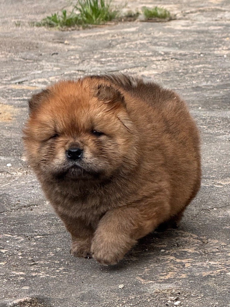 of Top Golden Mountains - Chiots disponibles - Chow Chow