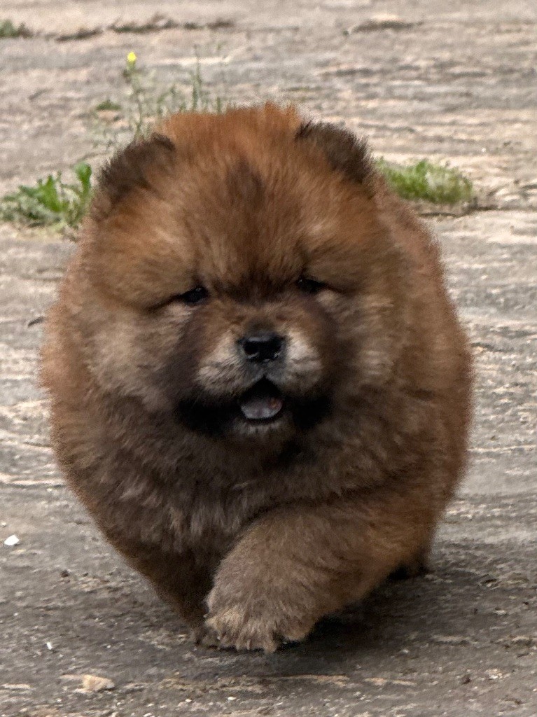 of Top Golden Mountains - Chiots disponibles - Chow Chow